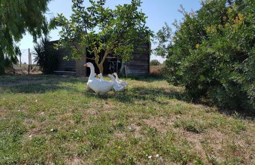 Salento LapezzaAculuri - Foto 42