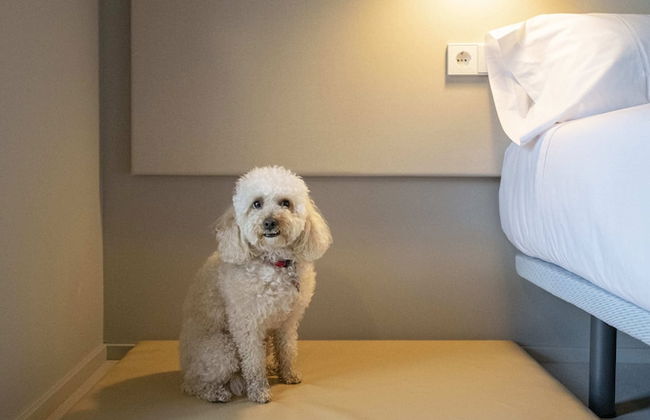 APARTAMENTS LA CARPA - Foto 21