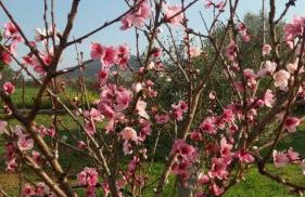 Ktima Anastasia - Foto 75