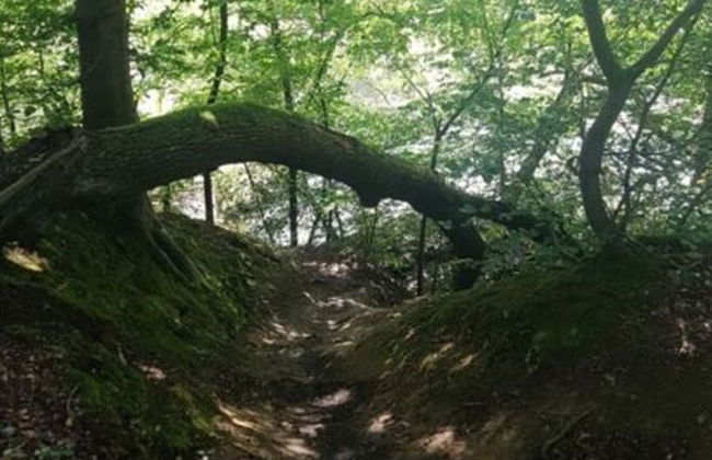 Holiday Home in the Rosbachtal - Foto 35