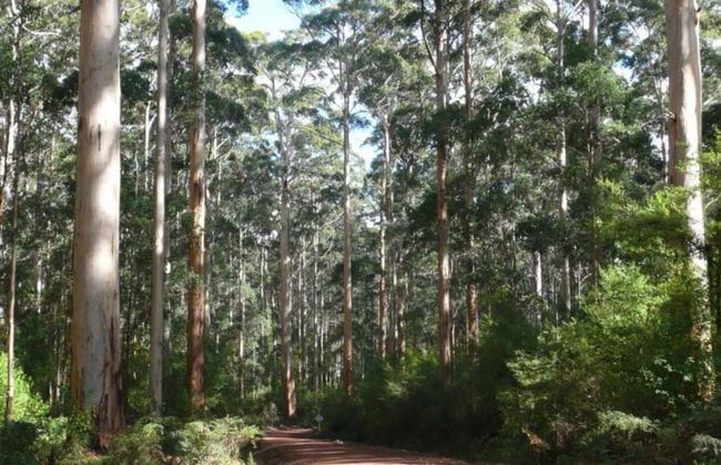 RAC Karri Valley Resort - Foto 60