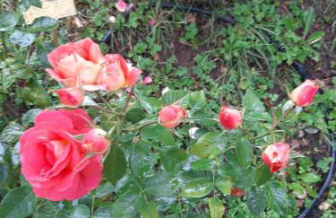 La casa di Amelia - Foto 48