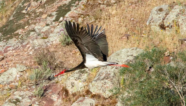 Cicogna nera in volo