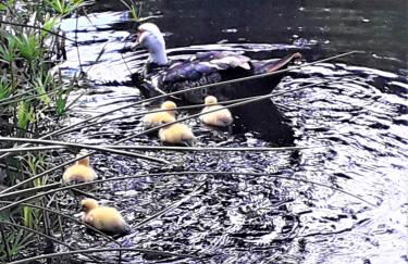 Domaine de La Coudouliere, Vue Mer, Plage, Piscine et Parc - Foto 67