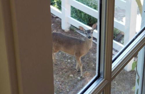 Romantic Carmel Cottage Ocean Country Views - Photo 11