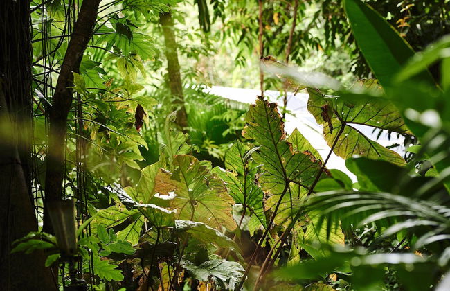 Daintree Ecolodge - Photo 51