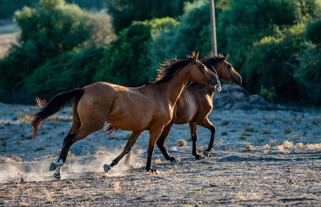 Agriturismo Carrucana - Foto 25