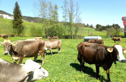 Bergbauernhof Wechs - Photo 7