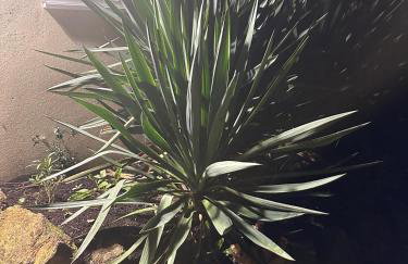 Holly Tree Cottage in Glastonbury - Foto 8