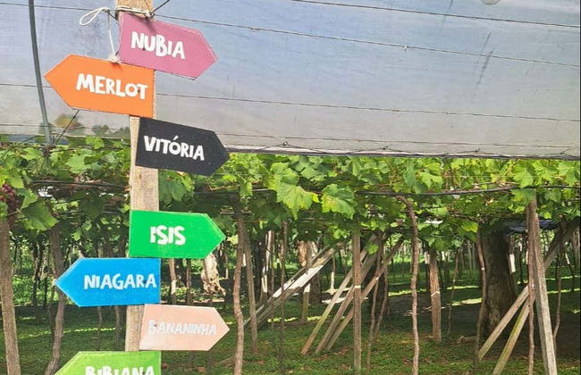 Tour de bodegas del Vale dos Vinhedos - Foto 7