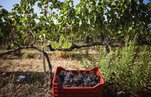 Bio Agriturismo Poggio Aione - Foto 17