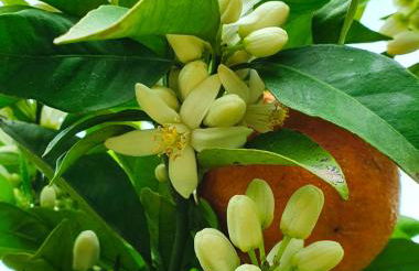 Odori di zagara - Foto 29