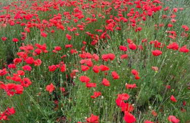 4-Bed Seaside Dream House - Sleeps 8 & Parking - Foto 31