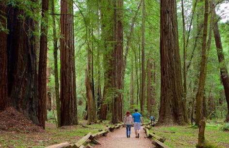 Your Lazy Bear Destination - You're Right In The Thick Of It! Book It Now, Reach Out With Questions! - Foto 21