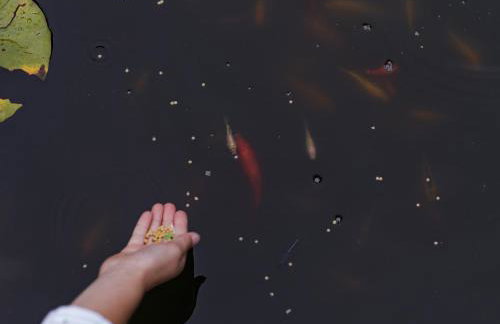 Cotswolds Escape - Foto 49