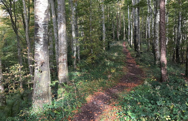 Primrose Cottage - Foto 13