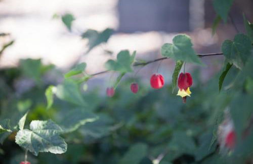 Lava Homes - Photo 39