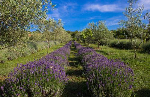 Officinalis - Family Vacation House - Photo 33