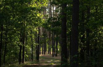 Między Sosnami - Foto 60