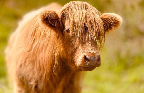 HomeDecor Cottages - Old Stable House - Foto 27