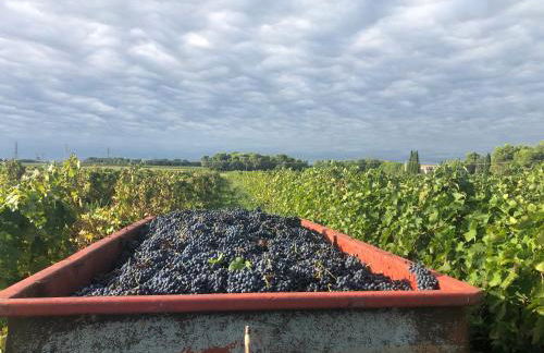 Gîte au coeur d'un domaine viticole - Foto 15