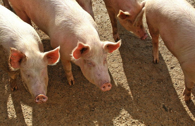 Country House in Tuscany With Panoramic Views - Foto 9