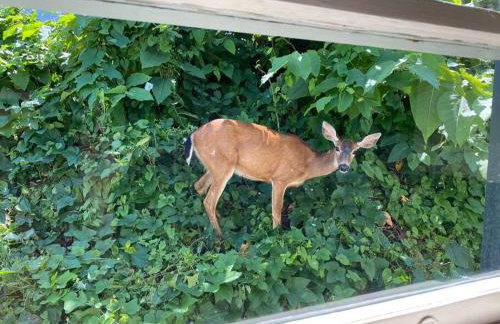 Historic Downtown Cottage - Foto 18