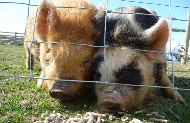 Birchill Farm Holiday Cottages - Photo 55