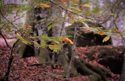 Casa Etrulia - Foto 2