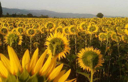 Appartamenti con cucina nelle colline toscane - Foto 69