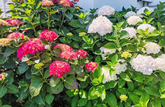 La Note Bleue - Foto 21