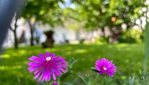 Apartment River - Foto 3, Garden, Garden view