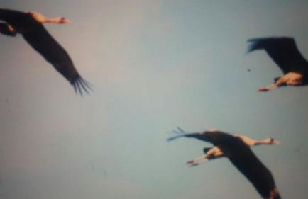 Ferienwohnung Rügen-Freiheit - Foto 33