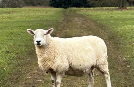 Stylish 2 BR Parking 7 mins Oxford 14 Bicester - Foto 17