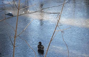 Apartament Zielony Zakątek - Foto 51
