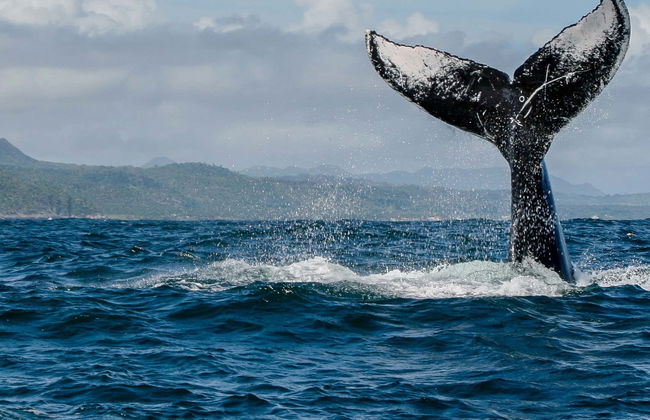 Avvistamento di balene in motoscafo - Foto 2