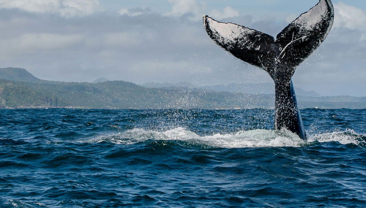 Whale Watching Speedboat Trip - Foto 2