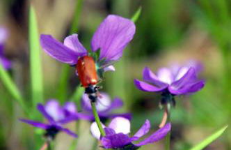 Agriturismo La Guinza - Pool & Relax - Foto 34