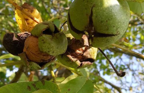 Agroturystyka Pod Dębem - Foto 27