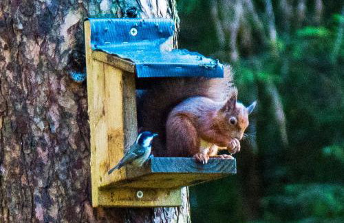 12 & 14 On the Hill Aberfoyle, twin holiday cottages in Scenic Loch Lomond & Trossachs National Park - Foto 16