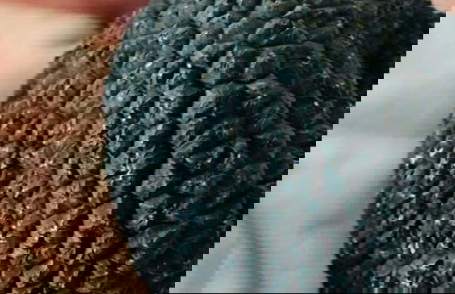 Tour de la trufa por Ocenilla - Foto 1