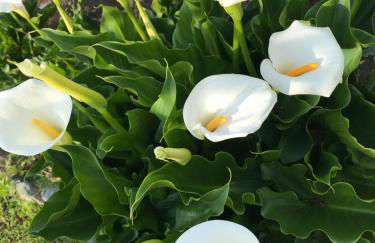 Agriturismo La Biandrina - Foto 77