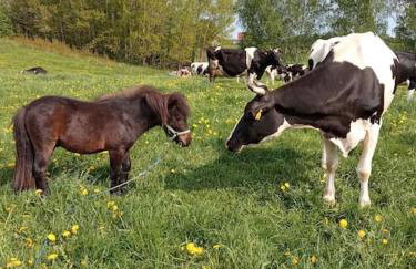 Brzozowa Polana - Foto 54