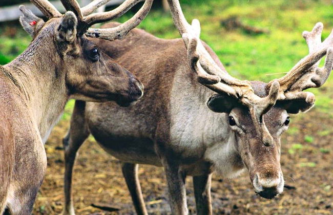 Visita a una granja de renos - Foto 2