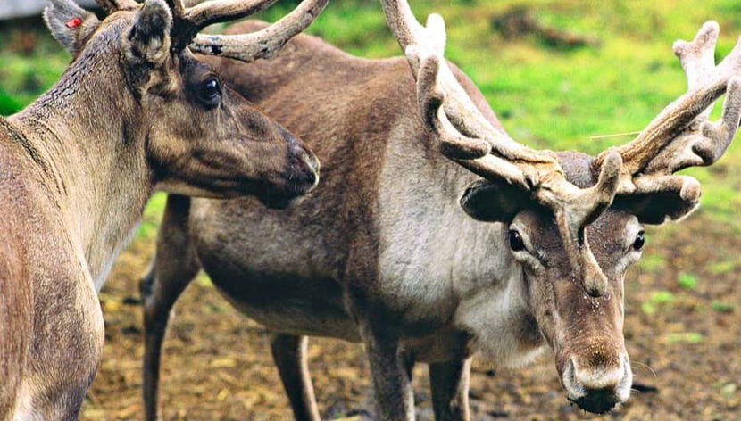 Reno en Saariselkä