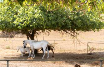 Finca Hotel Ses Cases Noves - Foto 24