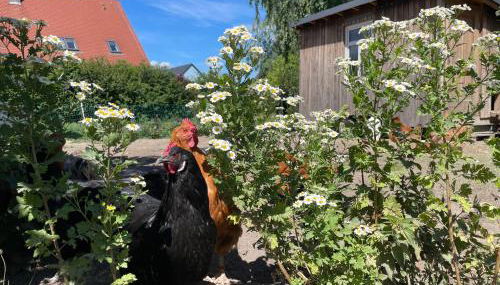 Gutshof Doberschau - Foto 4