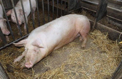 Lehmannshof Ferienwohnungen - Foto 10