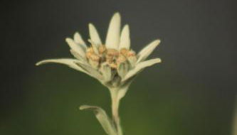 Ferienwohnungen Gastager - Foto 4, Garden