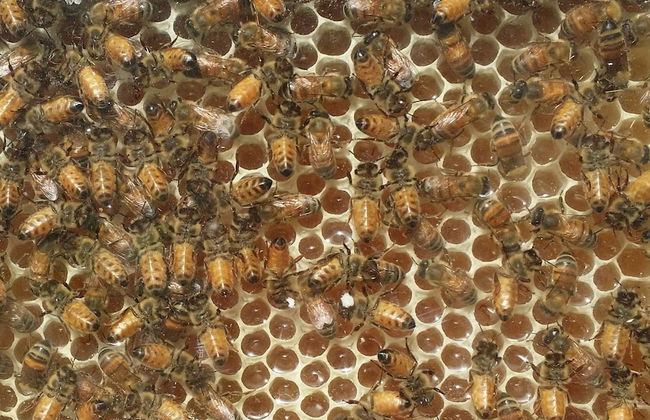 Casale Della Pergola With Cottage Sugarcane Pool - Foto 44